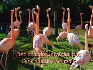 Declaração Universal dos Direitos dos Animais 