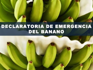 DECLARATORIA DE EMERGENCIA DEL BANANO




DECLARATORIA DE EMERGENCIA
       DEL BANANO
 