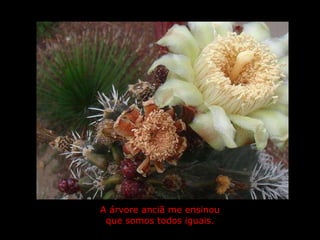   A árvore anciã me ensinou  que somos todos iguais. 