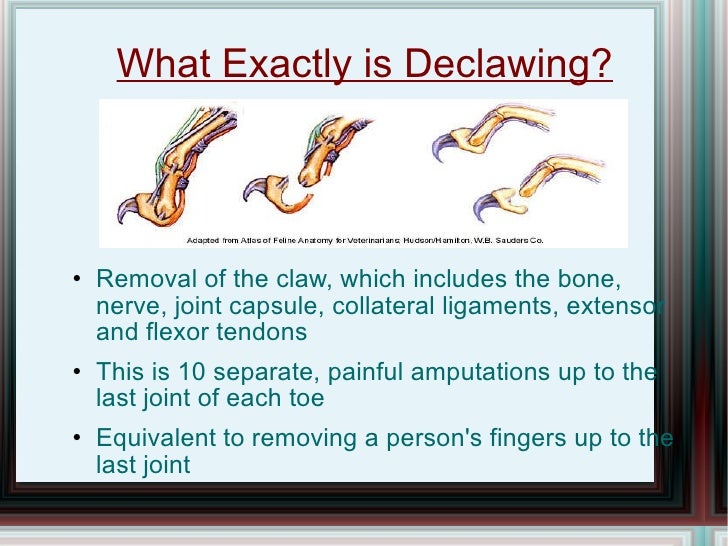 Declawing Speech Pp