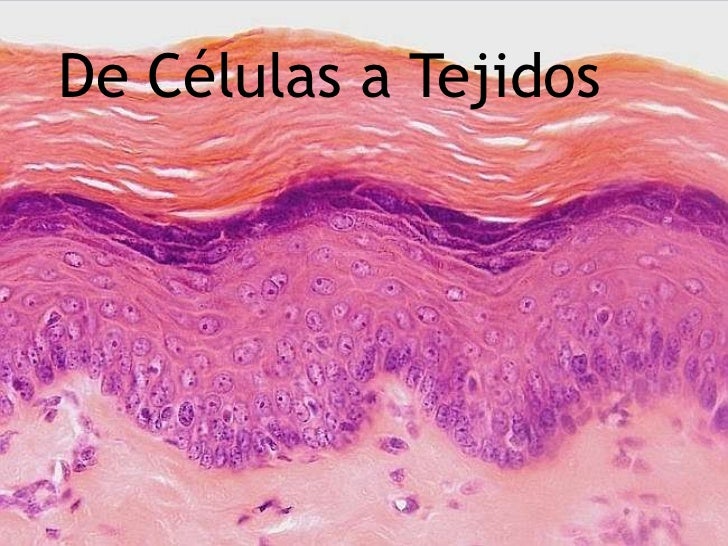 Resultado de imagen de imagen tejidos