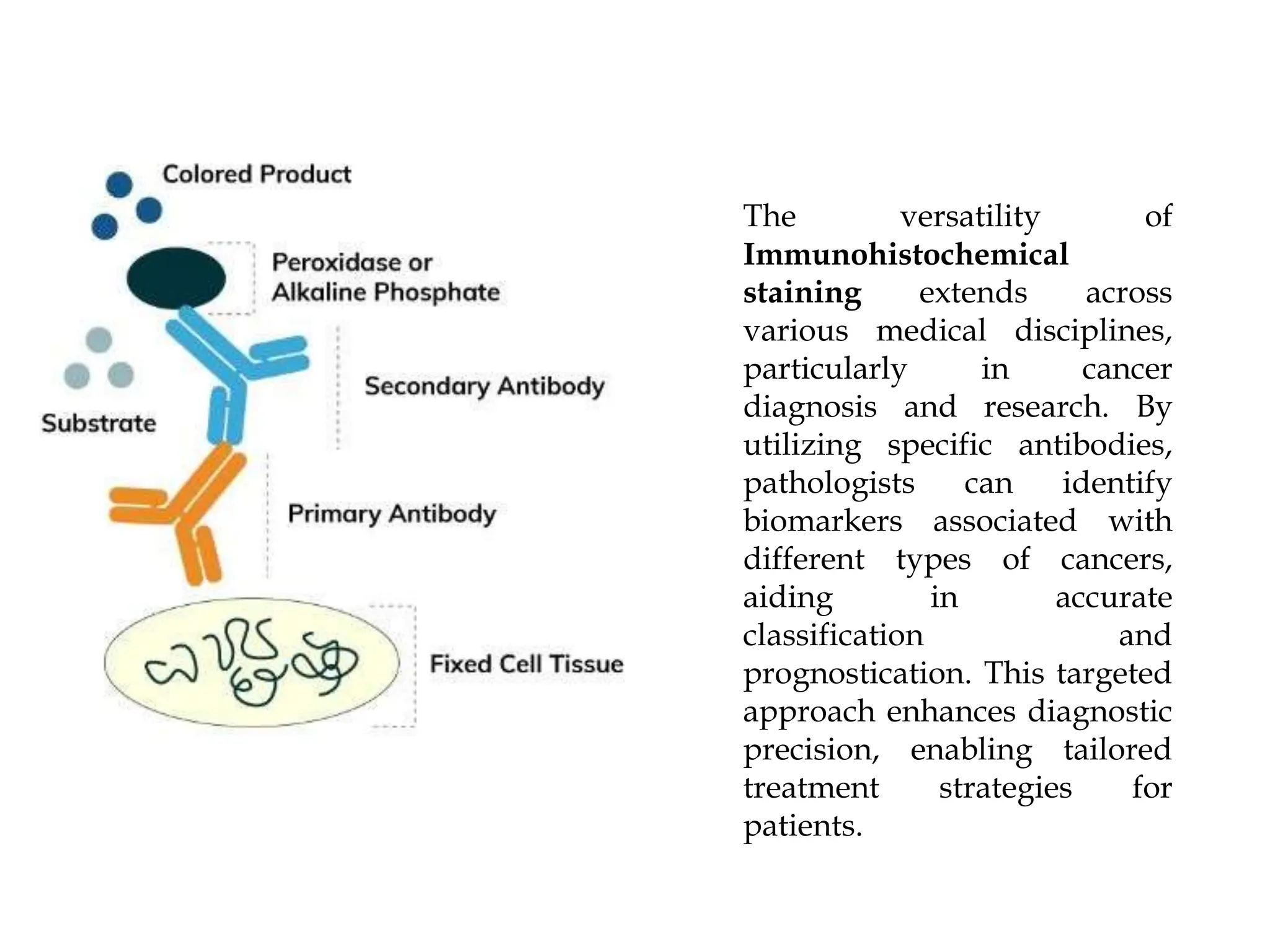 Decoding Smith Antibodies: Understanding A 0.2 Reading - lopg15k