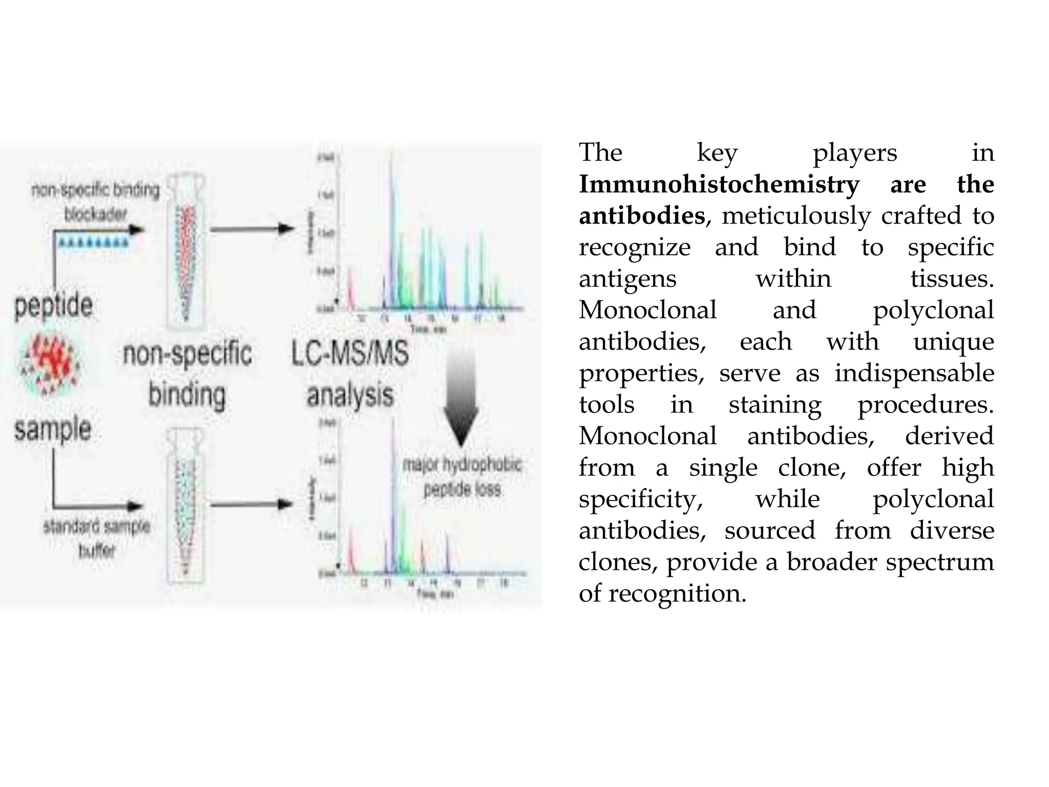 Decoding Smith Antibodies: Understanding A 0.2 Reading - 07rs76e