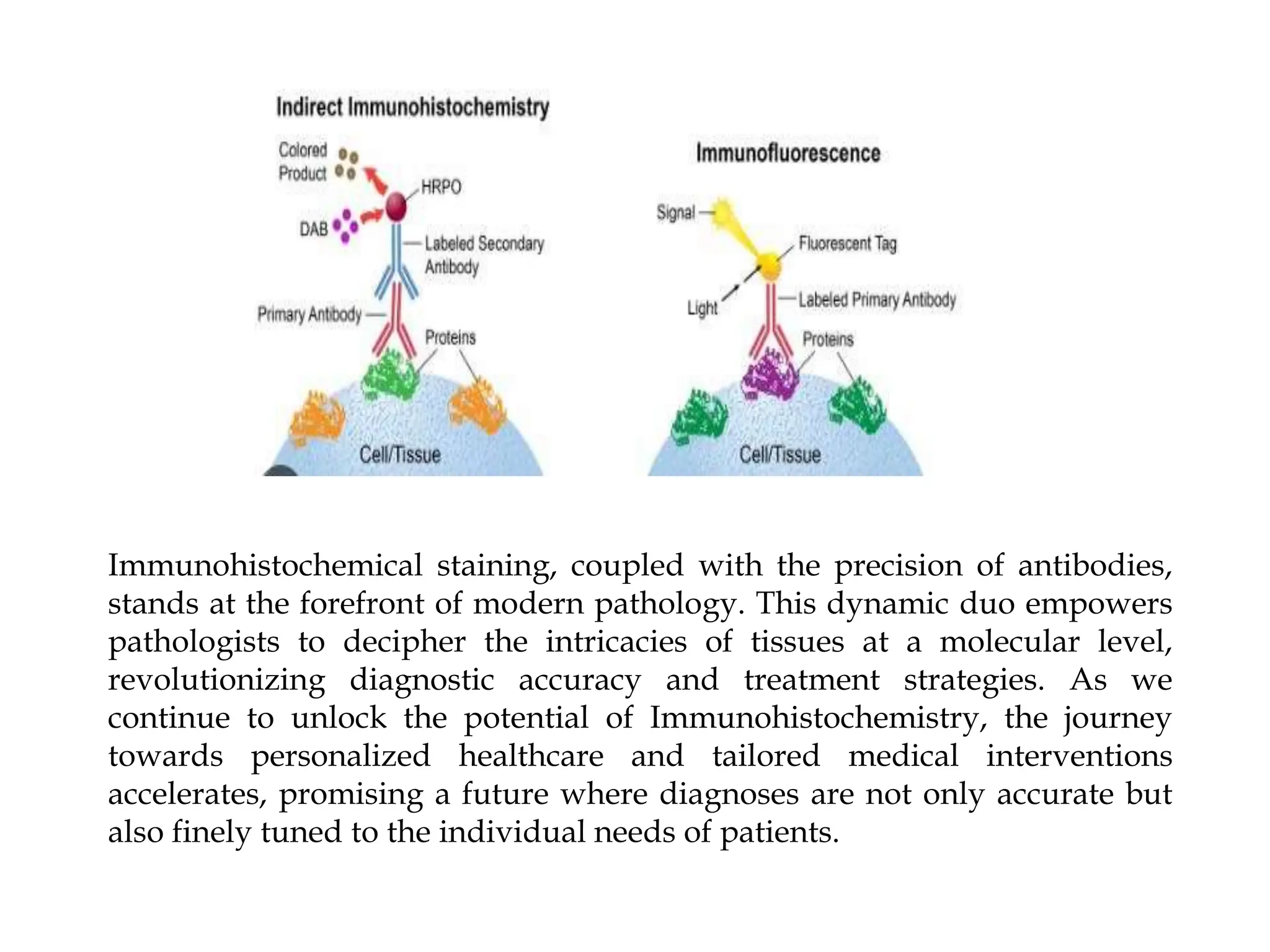 Decoding Smith Antibodies: Understanding A 0.2 Reading - nzw4r8w