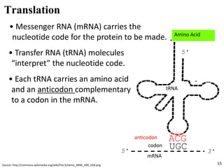 Trna Code Decoding the Flu case study | PPSX
