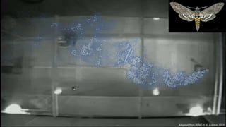 Heading
Adapted from Riffell et al. Science, 2014
 