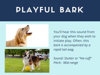 PLAYFUL BARK
You’ll hear this sound from
your dog when they wish to
initiate play. Often, this
bark is accompanied by a
ra...