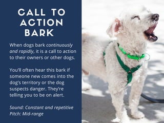 When dogs bark continuously
and rapidly, it is a call to action
to their owners or other dogs.
You’ll often hear this bark...