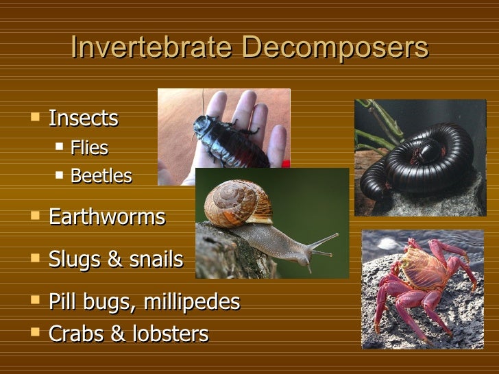 Invertebrate Decomposers <ul><li>Insects </li></ul><ul><ul><li>Flies </li></ul></ul><ul><ul><li>Beetles </li></ul></ul><ul...