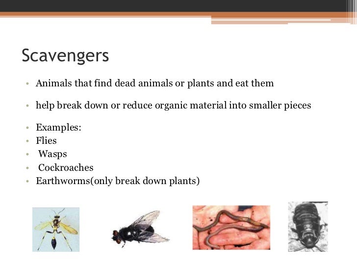 scavengers definition biology scavengers definition biology