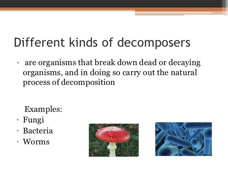 Decomposers
