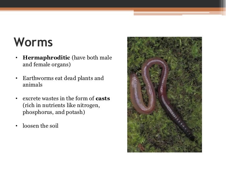Decomposers