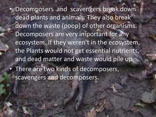 • Decomposers and scavengers break down
dead plants and animals. They also break
down the waste (poop) of other organisms.
Decomposers are very important for any
ecosystem. If they weren't in the ecosystem,
the Plants would not get essential nutrients,
and dead matter and waste would pile up.
• There are two kinds of decomposers,
scavengers and decomposers.