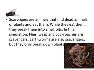 • Scavengers are animals that find dead animals
or plants and eat them. While they eat them,
they break them into small bits. In this
simulation, Flies, wasp and cockroaches are
scavengers. Earthworms are also scavengers,
but they only break down plants.