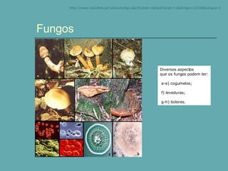 Fungos Diversos aspectos que os fungos podem ter: a-e) cogumelos; f) leveduras; g-h) bolores. http:// www.naturlink.pt /canais/artigo.asp?iCanal=1&iSubCanal=11&iArtigo=12146&iLingua=1 