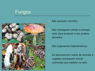 Não possuem clorofila; Não conseguem utilizar a energia solar para produzir o seu próprio alimento; São organismos heterotróficos; Ao decomporem restos de animais e vegetais conseguem extrair nutrientes que repõem no solo. Fungos 