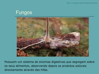 Possuem um sistema de enzimas digestivas que segregam sobre os seus alimentos, absorvendo depois os produtos solúveis directamente através das hifas. Fungos http:// curlygirl.naturlink.pt / fungi.htm 