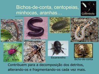 Bichos-de-conta, centopeias, minhocas, aranhas… Contribuem para a decomposição dos detritos, alterando-os e fragmentando-os cada vez mais. Aranha Milípede Centípede Ácaro Colêmbolo Bicho-de-conta Escaravelho Bicho-de-conta Minhoca 