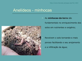 Anelídeos - minhocas As  minhocas-da-terra  são fundamentais no enriquecimento dos solos em nutrientes e oxigénio; Revolvem o solo tornando-o mais poroso facilitando o seu arejamento e a infiltração da água; http:// www.biorede.pt /page.asp?id=2222 