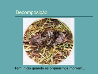 Decomposição Tem início quando os organismos morrem… 