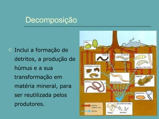 Decomposição Inclui a formação de detritos, a produção de húmus e a sua transformação em matéria mineral, para ser reutilizada pelos produtores. 