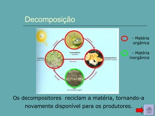 Decomposição Os decompositores  reciclam a matéria, tornando-a novamente disponível para os produtores. - Matéria orgânica - Matéria inorgânica 