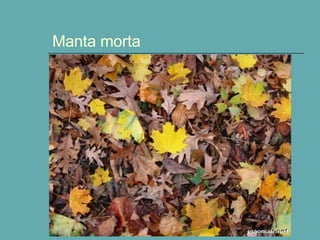 Manta morta 