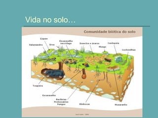 Vida no solo… 