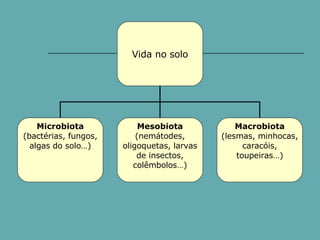 Vida no solo Microbiota (bactérias, fungos, algas do solo…) Mesobiota  (nemátodes, oligoquetas, larvas de insectos, colêmbolos…) Macrobiota (lesmas, minhocas, caracóis, toupeiras…) 