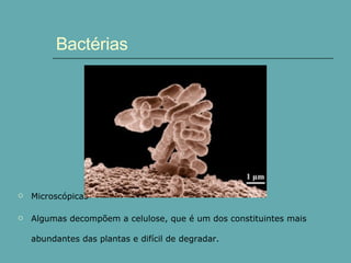 Bactérias Microscópicas Algumas decompõem a celulose, que é um dos constituintes mais abundantes das plantas e difícil de degradar. 