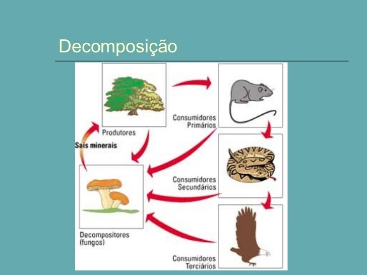 Importância Da Decomposição _ Decompositores: quem são, exemplos e ...