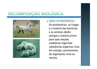 SERES HETERÓTROFOS –
Os protozoários, os fungos
e a maioria das bactérias
e os animais obtêm
energia e matéria prima
para suas reações
anabólicas ingerindo
substâncias orgânicas ricas
em energia, provenientes
de organismos vivos ou
mortos.
3 3
 