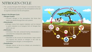 NITROGEN CYCLE
The process through which nitrogen is converted into many
forms, consecutively passing from the atmosphere to the soil
to organism and back into the atmosphere.
Stages in the Nitrogen Cycle:
Nitrogen Fixation
1.
Converts nitrogen in the atmosphere into forms that
plants can absorb through their root systems
Mineralization
2.
Nitrogen moves from organic materials, such as manure
or plant materials to an inorganic form of nitrogen that
plants can use
a.
Nitrification
3.
Ammonia in the soils, produced during mineralization, is
converted into compounds called nitrites
Immobilization
4.
Described as the reverse of mineralization; helps control
and balance the amount of nitrogen in the soils by
immobilizing the nitrogen, in microorganisms.
Denitrification
5.
Nitrogen returns to the air as nitrates are converted to
atmospheric nitrogen
 