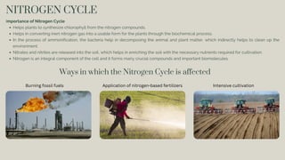 Importance of Nitrogen Cycle
Helps plants to synthesize chlorophyll from the nitrogen compounds.
Helps in converting inert nitrogen gas into a usable form for the plants through the biochemical process.
In the process of ammonification, the bacteria help in decomposing the animal and plant matter, which indirectly helps to clean up the
environment.
Nitrates and nitrites are released into the soil, which helps in enriching the soil with the necessary nutrients required for cultivation.
Nitrogen is an integral component of the cell and it forms many crucial compounds and important biomolecules.
NITROGEN CYCLE
Burning fossil fuels Application of nitrogen-based fertilizers Intensive cultivation
Ways in which the Nitrogen Cycle is affected
 