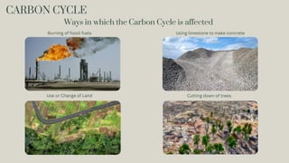 CARBON CYCLE
Burning of fossil fuels
Use or Change of Land
Using limestone to make concrete
Cutting down of trees.
Ways in which the Carbon Cycle is affected
 