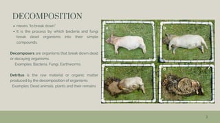 3
DECOMPOSITION
means “to break down”
It is the process by which bacteria and fungi
break dead organisms into their simple
compounds.
Decomposers are organisms that break down dead
or decaying organisms.
Examples: Bacteria, Fungi, Earthworms
Detritus is the raw material or organic matter
produced by the decomposition of organisms
Examples: Dead animals, plants and their remains
 