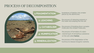 1.FRAGMENTATION
2. LEACHING
3. CATABOLISM
4. HUMIFICATION
5. MINERALIZATION
3
PROCESS OF DECOMPOSITION
breakdown of detritus into smaller
pieces by the detritivores.
the process of releasing nutrients in
the water and seeping into the soil.
the process of breaking down complex
molecules into simpler molecules
the process of formation of a dark-
colored layer of amorphous substance
on the soil called humus
the process of the degradation of the
hummus to release inorganic nutrients.
 