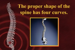 The proper shape of the
spine has four curves.

 