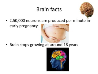 Brain facts
• 2,50,000 neurons are produced per minute in
early pregnancy

• Brain stops growing at around 18 years

 
