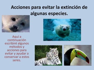 Acciones para evitar la extinción de
algunas especies.

Aquí a
continuación
escribiré algunos
métodos y
acciones para
evitar y ayudar a
conservar a estos
seres.

 
