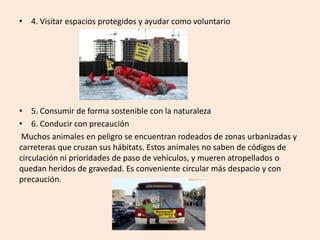 • 4. Visitar espacios protegidos y ayudar como voluntario

• 5. Consumir de forma sostenible con la naturaleza
• 6. Conducir con precaución
Muchos animales en peligro se encuentran rodeados de zonas urbanizadas y
carreteras que cruzan sus hábitats. Estos animales no saben de códigos de
circulación ni prioridades de paso de vehículos, y mueren atropellados o
quedan heridos de gravedad. Es conveniente circular más despacio y con
precaución.

 