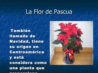 La Flor de Pascua También llamada de Navidad, tiene su origen en Centroamérica y está considera como una planta que proporciona felicidad y amor.  