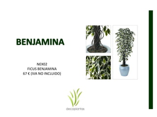NEX02
FICUS BENJAMINA
67 € (IVA NO INCLUIDO)
 