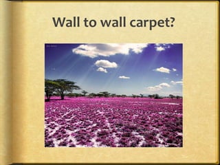 Wall to wall carpet?
