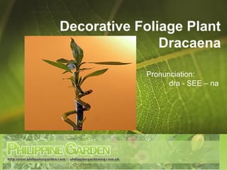 Decorative Foliage Plant
Dracaena
Pronunciation:
dra - SEE – na
 