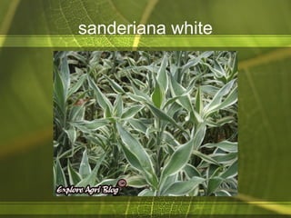 sanderiana white
 