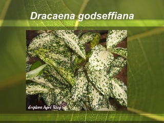Dracaena godseffiana
 