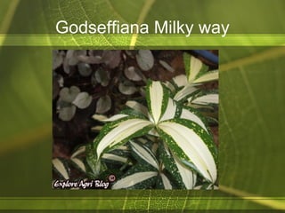 Godseffiana Milky way
 