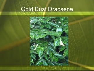 Gold Dust Dracaena
 
