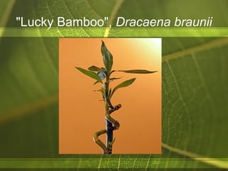 "Lucky Bamboo", Dracaena braunii
 